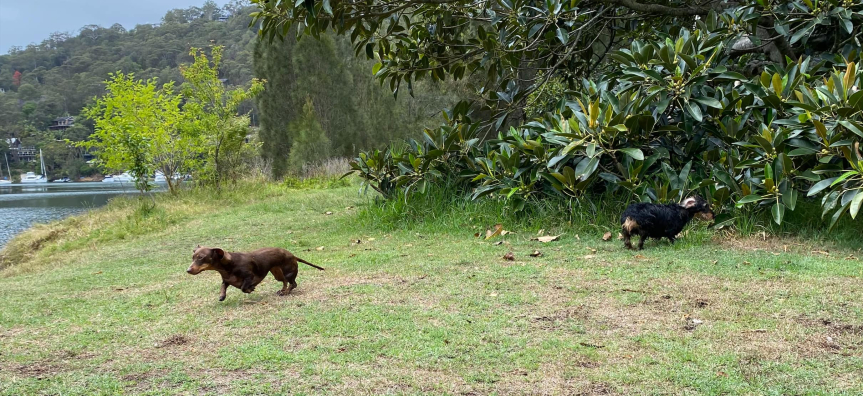 McCarrs Creek Reserve Including Dog Off-leash Area | Northern Beaches ...
